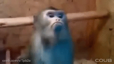 Гифка — «Обидчивая обезьяна»