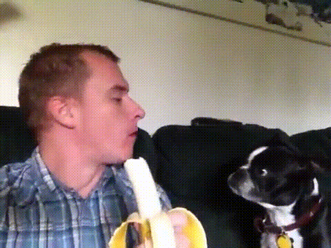Гифка — «Кормит собаку бананами»