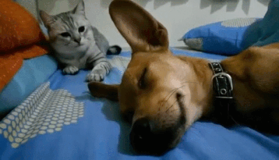 Гифка — «Кот бьет спящую собаку»